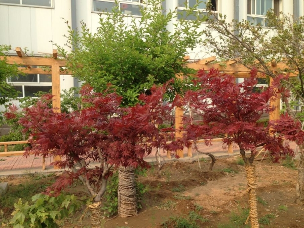 公司小花园3