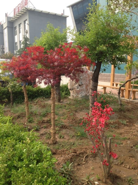 公司小花园2